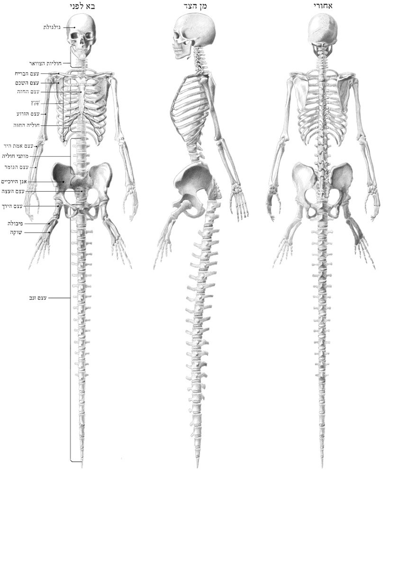 Illustration for article titled A Gorgeous Dissection of Mermaid Anatomy